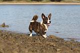 CORGI CARDIGAN 207